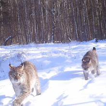 Eurasian Lynx