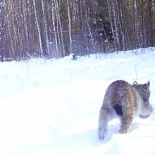 Eurasian Lynx