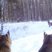 Eurasian Lynx