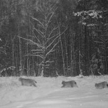 Eurasian Lynx