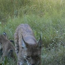 Eurasian Lynx