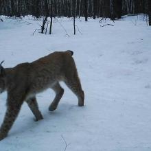 Eurasian Lynx