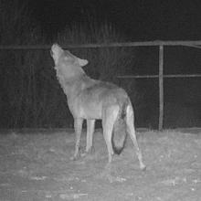 European grey wolf (Canis lupus lupus)