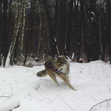 European grey wolf (Canis lupus lupus)