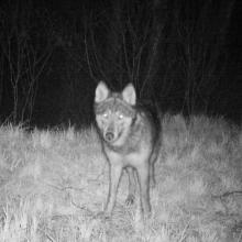 European grey wolf (Canis lupus lupus)