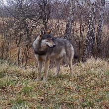 European grey wolf (Canis lupus lupus)