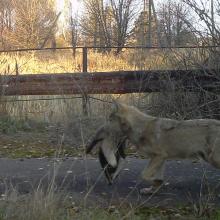 European grey wolf (Canis lupus lupus)