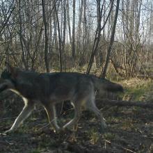 European grey wolf (Canis lupus lupus)