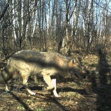 European grey wolf (Canis lupus lupus)