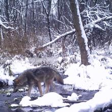 European grey wolf (Canis lupus lupus)