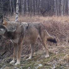 European grey wolf (Canis lupus lupus)