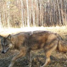 European grey wolf (Canis lupus lupus)