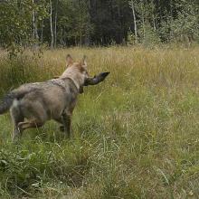 European grey wolf (Canis lupus lupus)