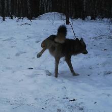 European grey wolf (Canis lupus lupus)