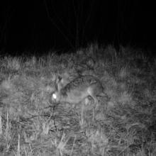 European hare (Lepus europaeus)