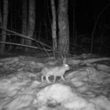 European hare (Lepus europaeus)