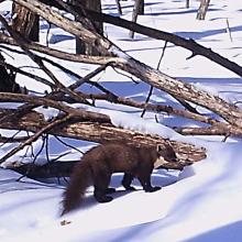 European pine marten (Martes martes)