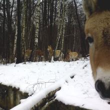 Przewalski's horse (Equus ferus przewalskii)