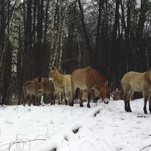 Przewalski's horse (Equus ferus przewalskii)