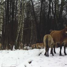 Przewalski's horse (Equus ferus przewalskii)