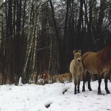 Przewalski's horse (Equus ferus przewalskii)