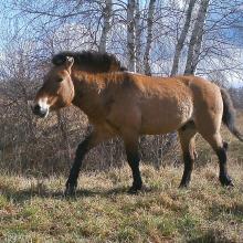 Przewalski's horse (Equus ferus przewalskii)