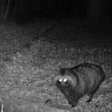 Racoon dog (Nyctereutes procyonoides)