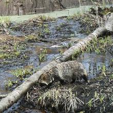 Racoon dog (Nyctereutes procyonoides)