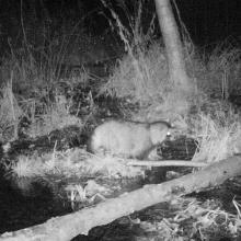 Racoon dog (Nyctereutes procyonoides)