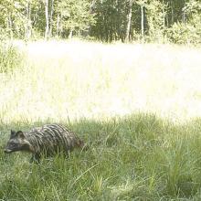 Racoon dog (Nyctereutes procyonoides)