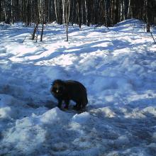 Racoon dog (Nyctereutes procyonoides)