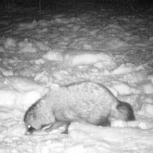 Racoon dog (Nyctereutes procyonoides)