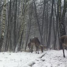 Red deer (Cervus elaphus)