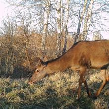 Red deer (Cervus elaphus)