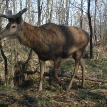 Red deer (Cervus elaphus)