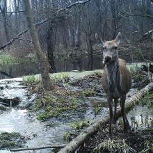 Red deer (Cervus elaphus)