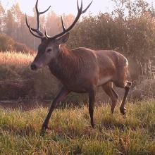 Red deer (Cervus elaphus)