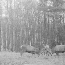 Red deer (Cervus elaphus)