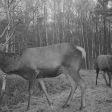 Red deer (Cervus elaphus)