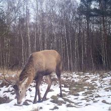 Red deer (Cervus elaphus)