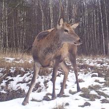 Red deer (Cervus elaphus)