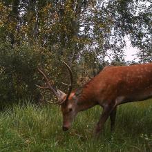 Red deer (Cervus elaphus)