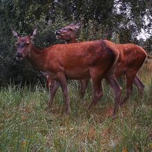 Red deer (Cervus elaphus)