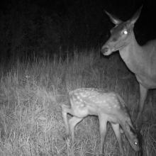 Red deer (Cervus elaphus)