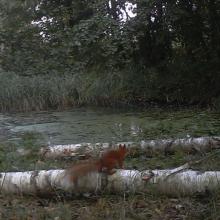 Red Squirrel (Sciurus vulgaris)