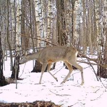 Roe deer (Capreolus capreolus)