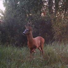 Roe deer (Capreolus capreolus)