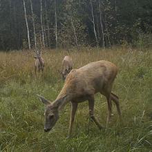 Roe deer (Capreolus capreolus)