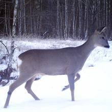 Roe deer (Capreolus capreolus)