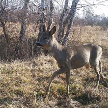 Roe deer (Capreolus capreolus)